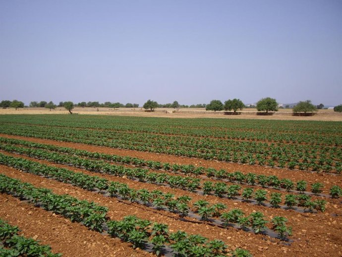 Archivo - Sector agrario en Baleares.