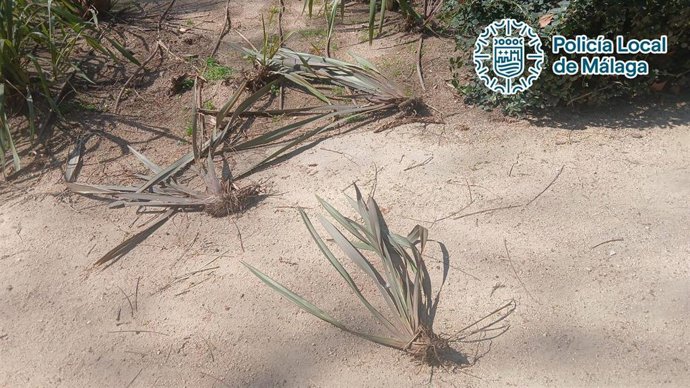 Detenido por provocar daños en plantas y mobiliario de los jardines del Paseo del Parque