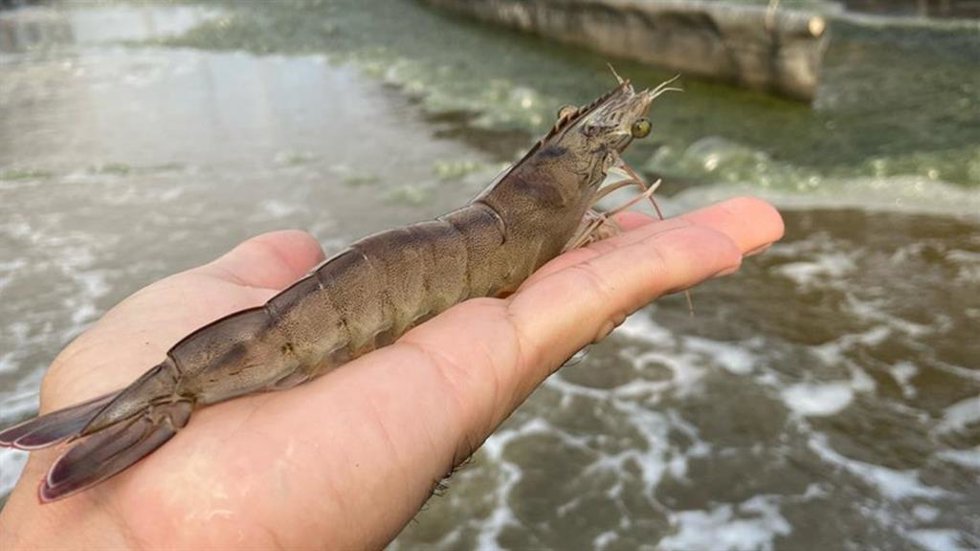 Langostino