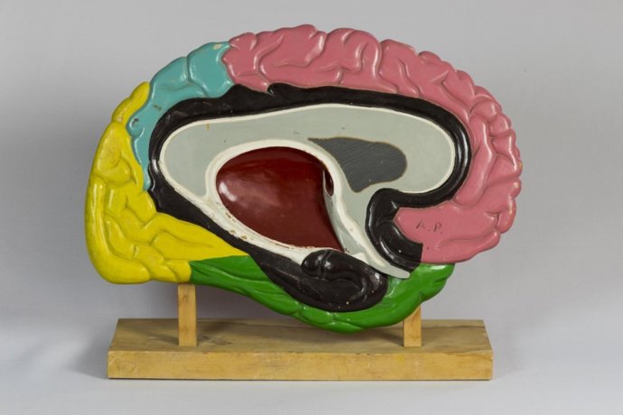 Modelo anatómico de cerebro de la colección de Patrimonio de la US