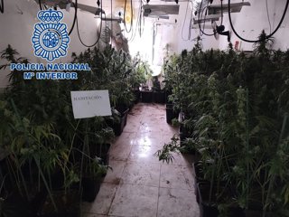 Archivo - Vivienda habilitada para el cultivo de marihuana, en imagen de archivo