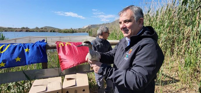 El consejero de Medio Ambiente, Universidades, Investigación y Mar Menor, Juan María Vázquez, se dispone a liberar un ejemplar de cerceta pardilla