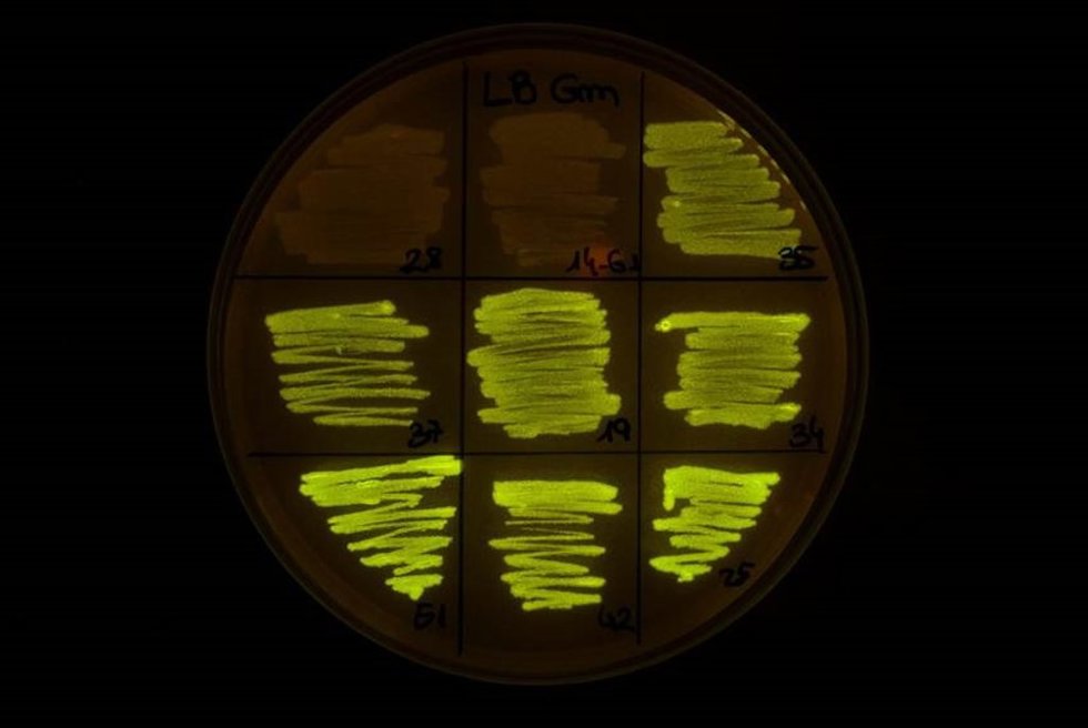 Un equipo del CSIC 'domestica' mediante 'computación viva' una bacteria clave para el control de patógenos vegetales
