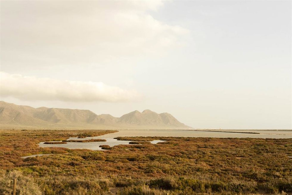 Floración en Cabo de Gata (Almería). A 6 de marzo de 2026 en Cabo de Gata, Almería (Andalucía, España).