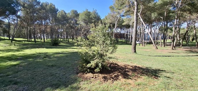 Ejemplar de sequoia plantado por el Ayuntamiento de Huesca en el cerro de San Jorge.