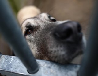 Archivo - Un perro observa a través de los barrotes de su jaula de las instalaciones de un centro de acogida.