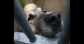 Muerte de 27 perros en un ferry: dos investigados por no proporcionar a los canes los cuidados adecuados