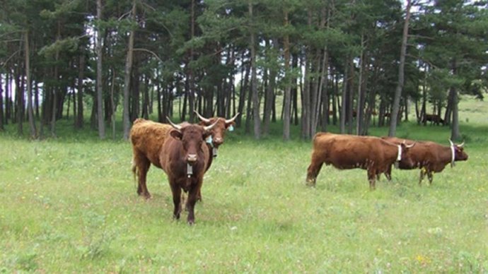 El Govern abona 1,5 millones de ayuda agroambiental a pastos sostenibles de la campaña 2025