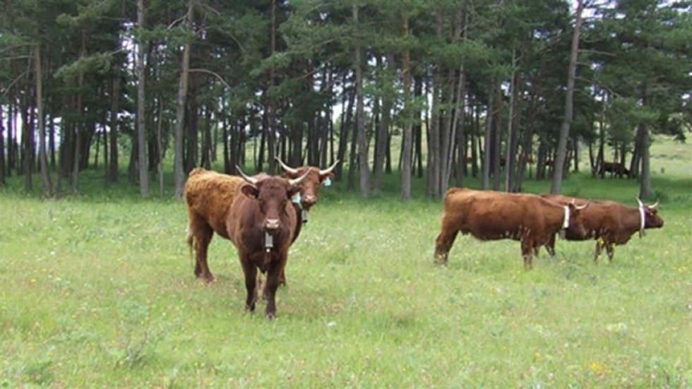 El Govern abona 1,5 millones de ayuda agroambiental a pastos sostenibles de la campaña 2025