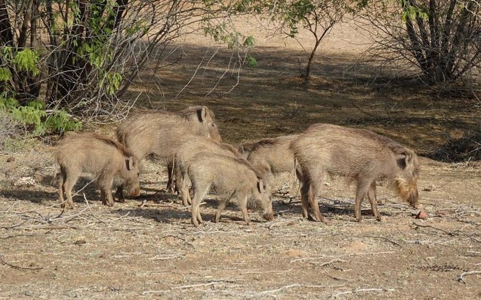 Unión de Uniones insiste en aumentar la vigilancia y los recursos frente a la Peste Porcina Africana.