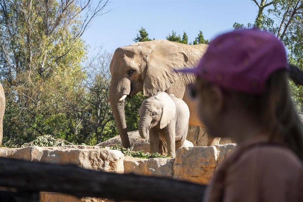 BIOPARC Valencia celebra "a lo grande" los dos años del elefante Malik
