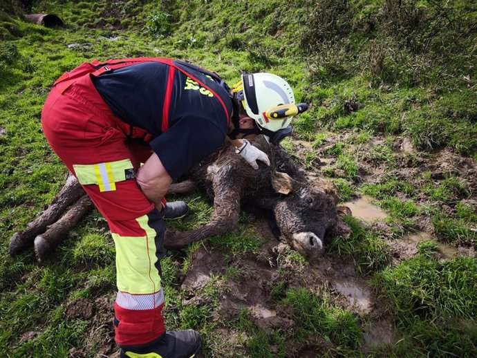 Bomberos rescatan a una becerra caída por un talud a un regato en Soto de Villacarriedo