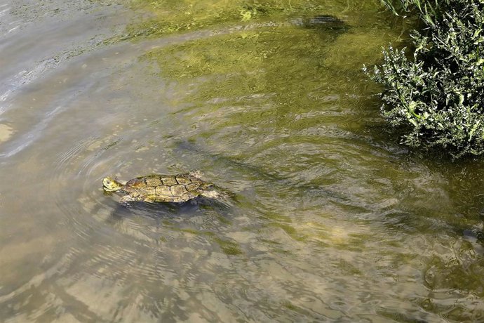 Archivo - Uno de los 15 ejemplares de galápagos leprosos liberados en el río Manzanares en junio de 2020