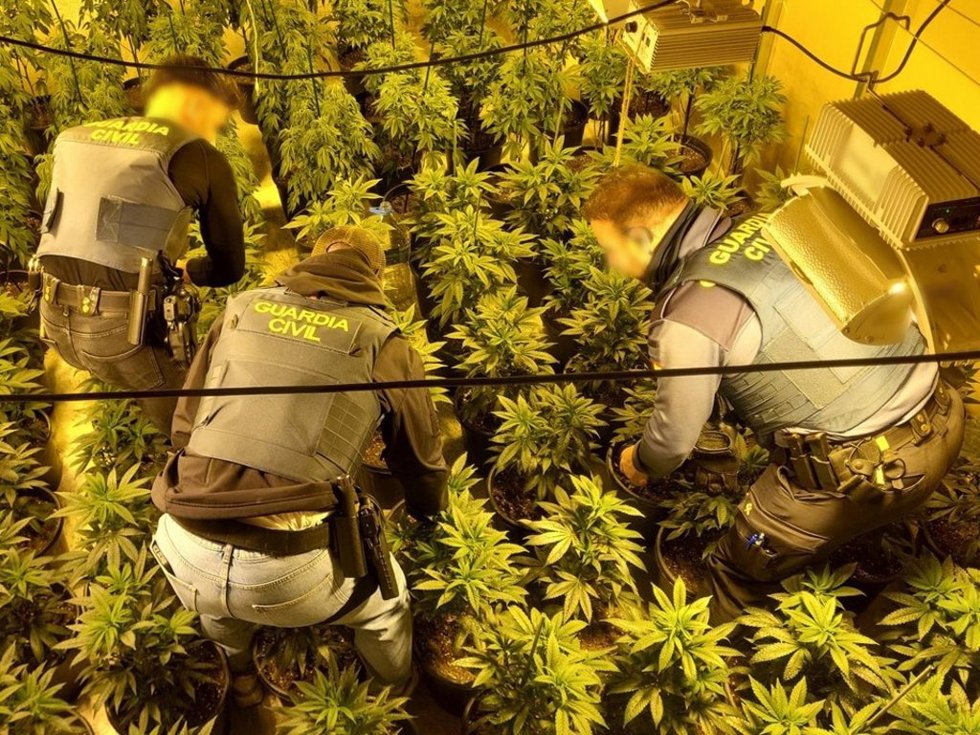 Plantación de cannabis