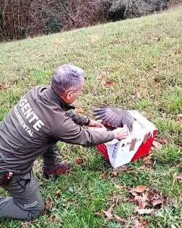 El busardo ratonero recuperado en Asturias