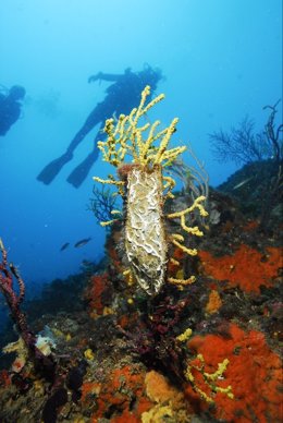 Archivo - Actividad subacuática