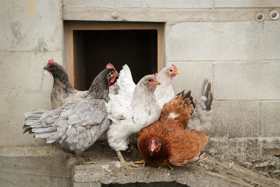 Archivo - Gallinas en gallineros en A Mariña, a 9 de noviembre de 2025