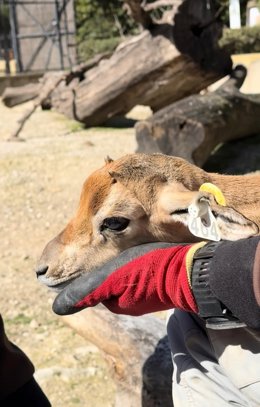 La hembra de gacela dama ('Nanger dama').