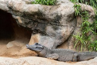 Llega a Bioparc Fuengirola un nuevo macho del cocodrilo más pequeño del planeta