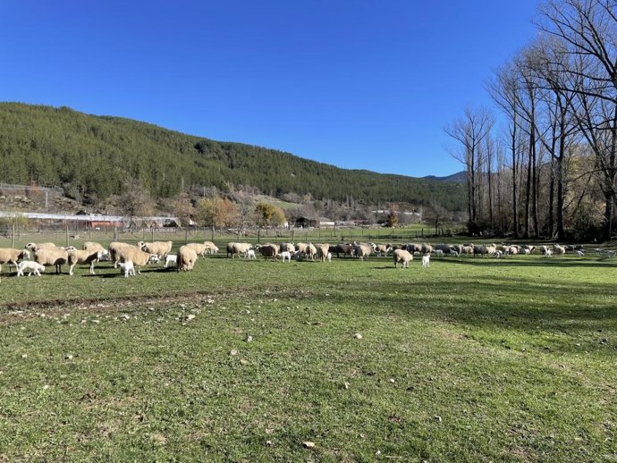 El CITA organiza el curso “Valorización de la lana: del campo al taller”, que tendrá lugar los días 30 y 31 de marzo y 1 de abril de 2026