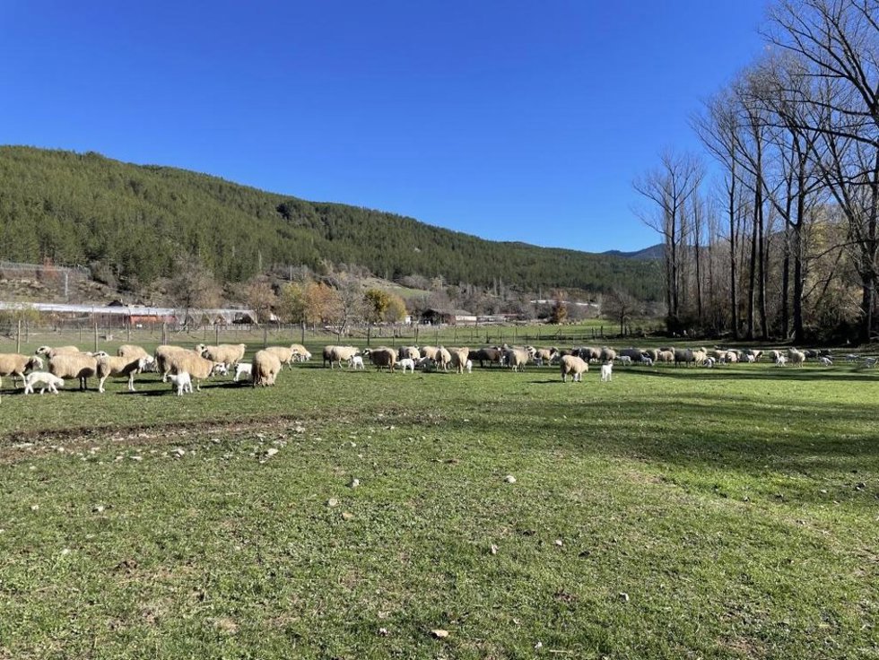 El CITA organiza el curso Valorización de la lana: del campo al taller, que tendrá lugar los días 30 y 31 de marzo y 1 de abril de 2026