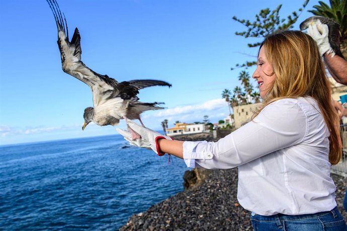 La Campaña de Rescate de Juveniles de Pardela Cenicienta en Tenerife registra 2.637 rescates en 2025