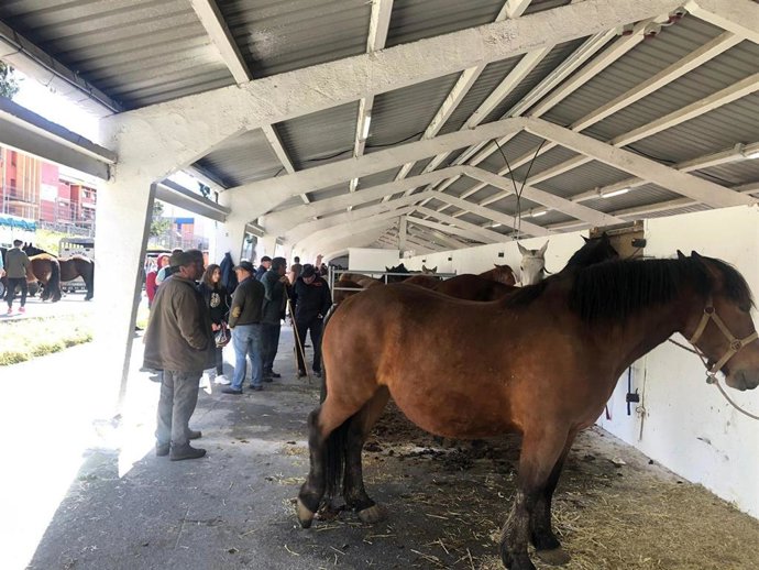 Caballos en una imagen de archivo de la feria de San José de Tineo.