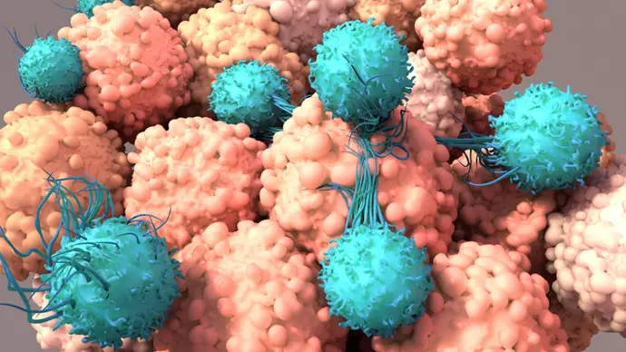 Células T trabajando en combate del cáncer y VIH