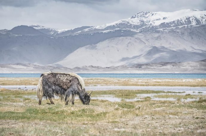 Archivo - Un yak pasta y deambula por pastos herbosos en las montañas Tien Shan de los Pamires en Tayikistán,