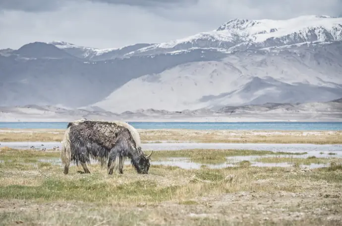 Yak en las montañas Tien Shan de Tayikistán