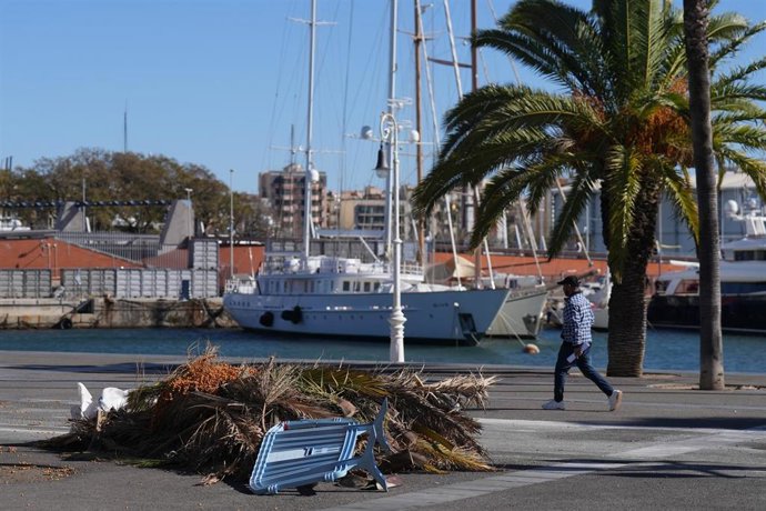 Archivo - Trozos de palmeras en el suelo durante el temporal por viento, a 12 de febrero de 2026, en Barcelona, Cataluña (España). 