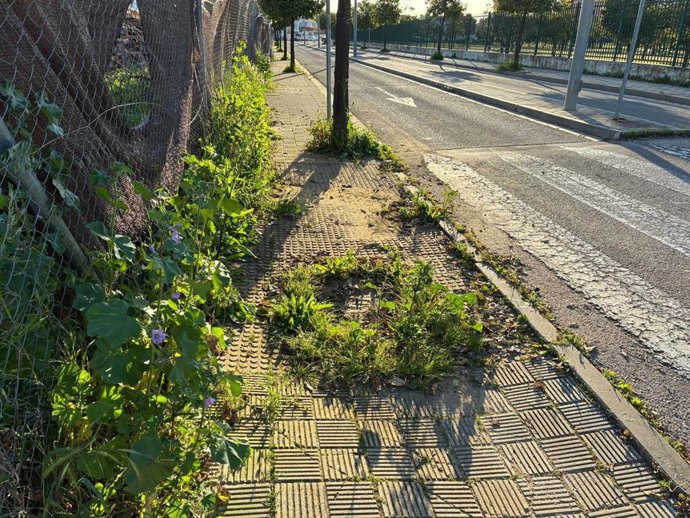 Hierbas en calles de Utrera (Sevilla)
