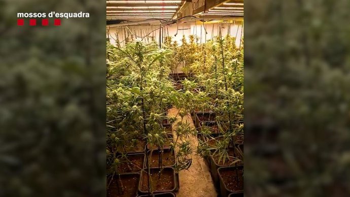 La plantació de marihuana desmantellada a Barberà del Vallès