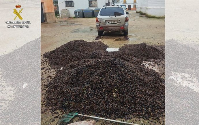 La Guardia Civil desarticula un grupo criminal dedicado al hurto de aceituna en explotaciones agrarias de la provincia.