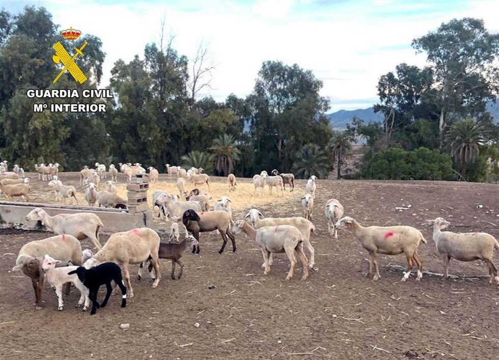 Animales sustraidos