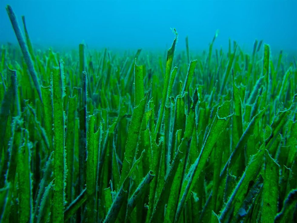 Archivo - Posidonia. Mediterráneo. Algas. Cambio climático