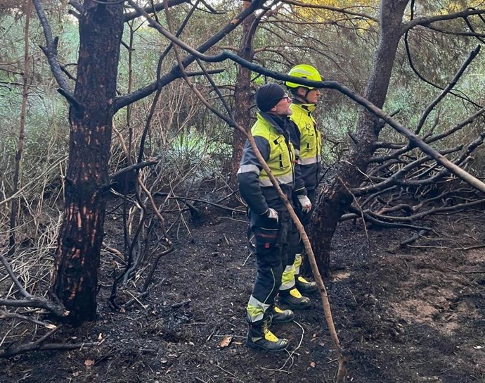 Imagen de la zona quemada en la Devesa de El saler tras el lanzamiento de una bengala.