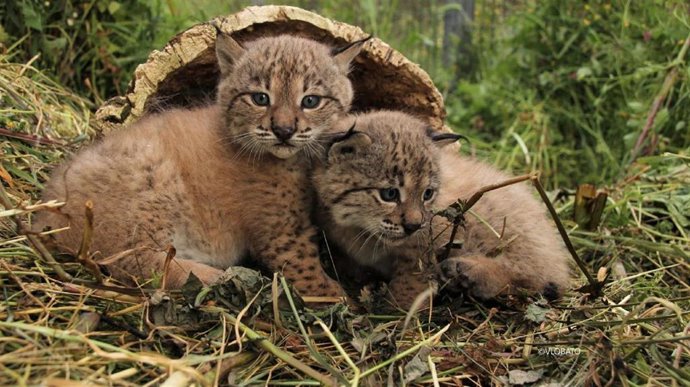 Archivo - Cría de lince ibérico