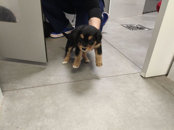 Uno de los cachorros abandonados que han sido localizados tras el consultorio médico de la localidad de San Esteban de Valdueza (León).