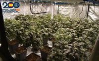Detenido en Miranda de Ebro (Burgos) por tener una plantación de marihuana y desfraudar fluido eléctrico