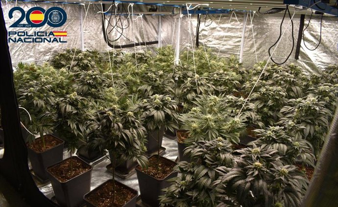 Plantación de marihuana desmantelada en Miranda de Ebro (Burgos).