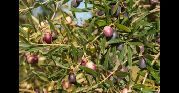 Asaja prevé una producción de aceite de oliva menor de lo esperado mientras suben los costes de producción