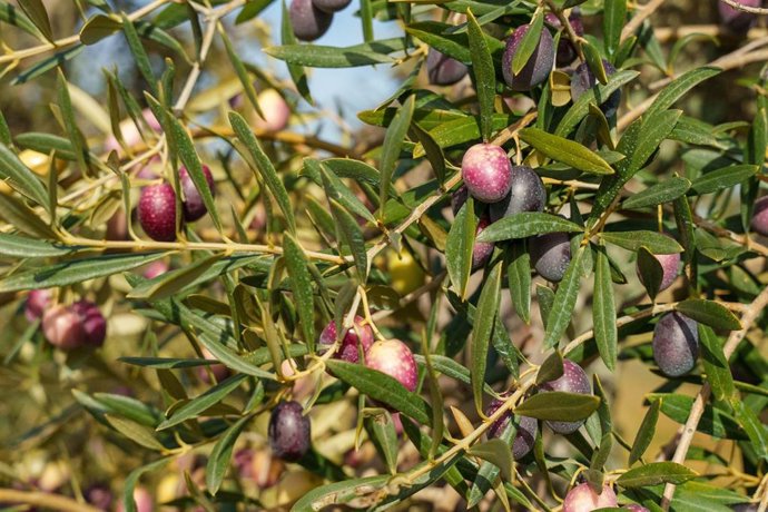 Archivo - Imágenes de campos de olivos en las sierras andaluzas 