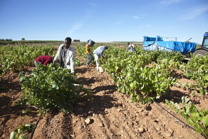 Archivo - La uva blanca Chardonnay se encontraba en condiciones óptimas