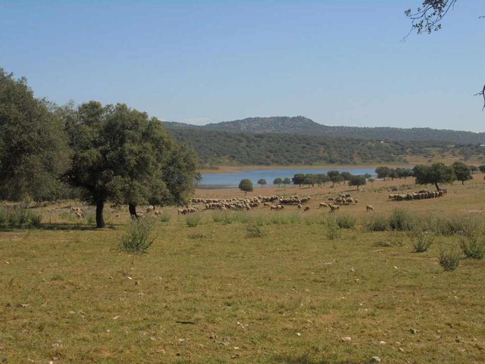 Archivo - Un rebaño de ovejas en la dehesa