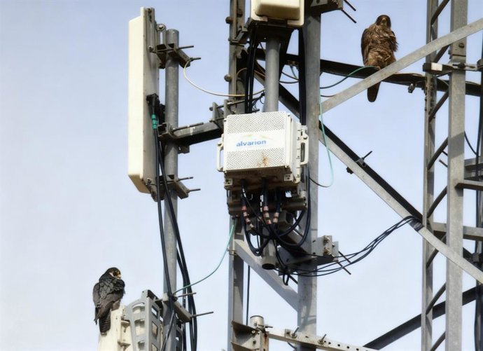 Imagen del halcón peregrino Cierzo y su pareja