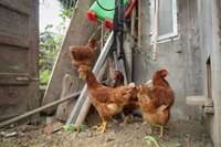 Ecologistas presenta una guía con 30 experiencias exitosas de ganadería "respetuosa con el entorno"