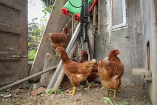 Archivo - Gallinas en gallineros en A Mariña, a 9 de noviembre de 2025, en A Mariña, Lugo, Galicia (España). Se trata de explotaciones avícolas de los concellos de Barreiros, Ribadeo y A Pontenova.
