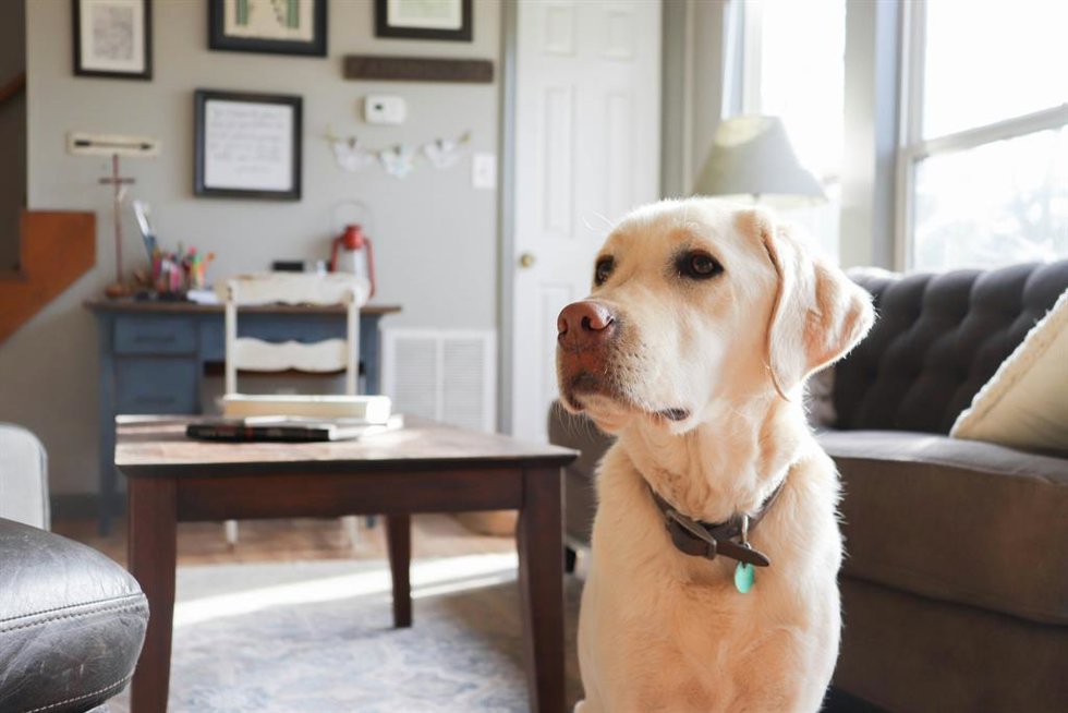 Atentos, dueños de perros: no pintéis las paredes de casa de estos colores