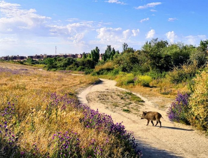 Archivo - Jabalíes en un camino junto al Cerro del Baile de San Sebastián de los Reyes